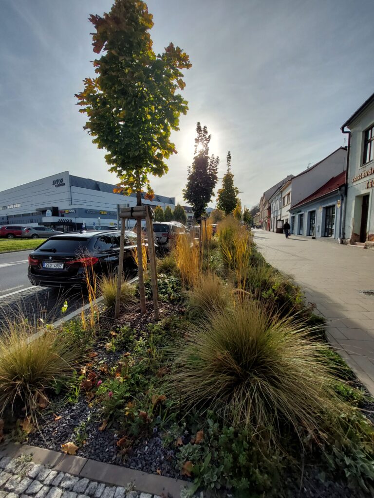 Detailní pohled na výsadbu