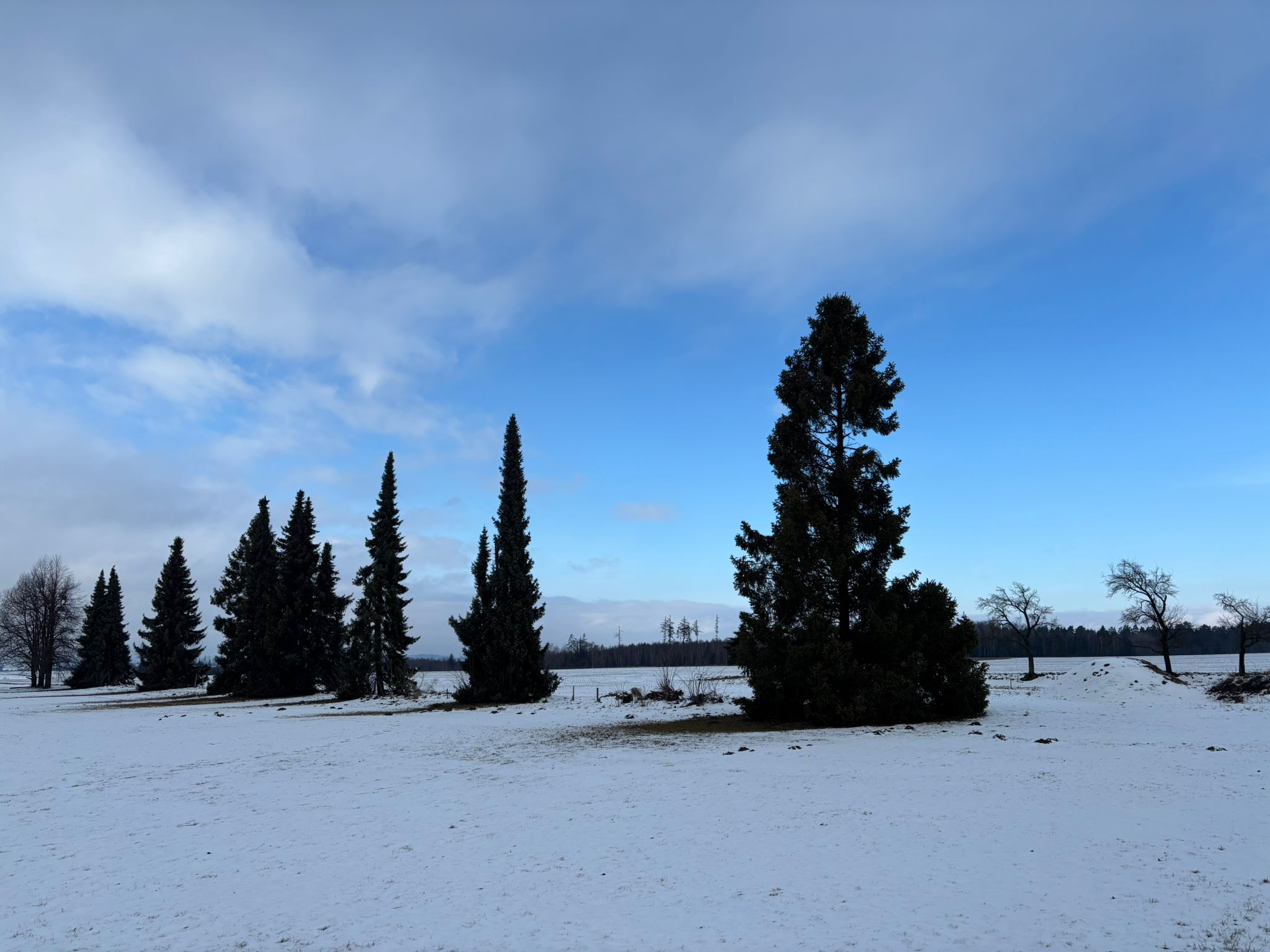 Místo pro novou výsadbu