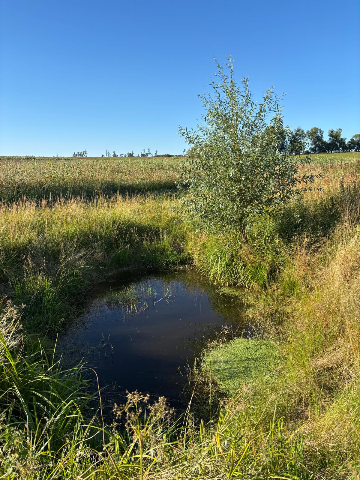 Napajedla pro zvěř